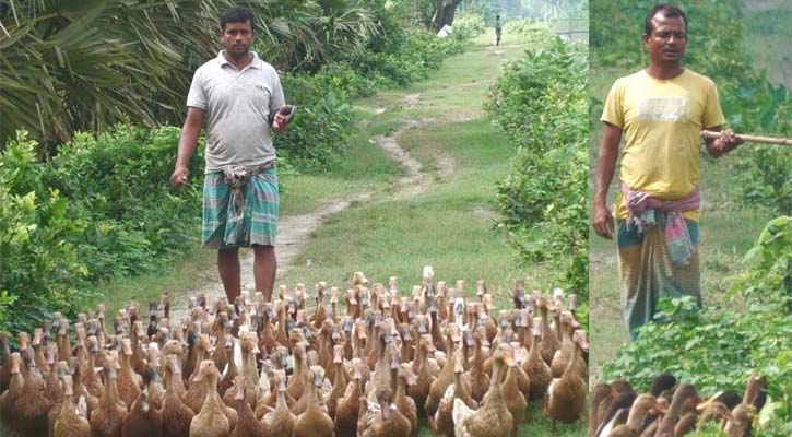 মুক্ত আবদ্ধ পদ্ধতিতে হাঁস পালন করে সফল দুই ভাই